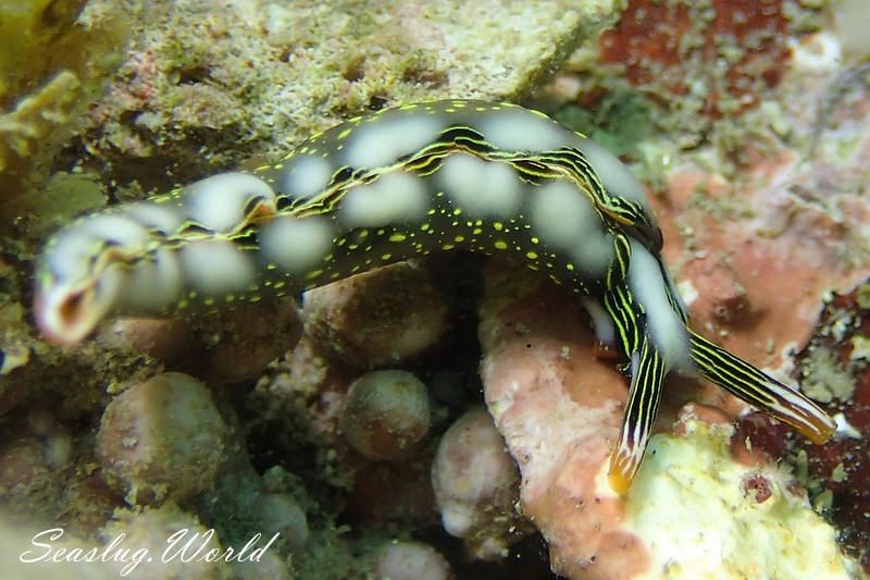 ハナミドリガイ Thuridilla splendens