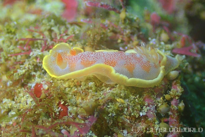 ヘキサブランクス・サングイネウス Hexabranchus sanguineus