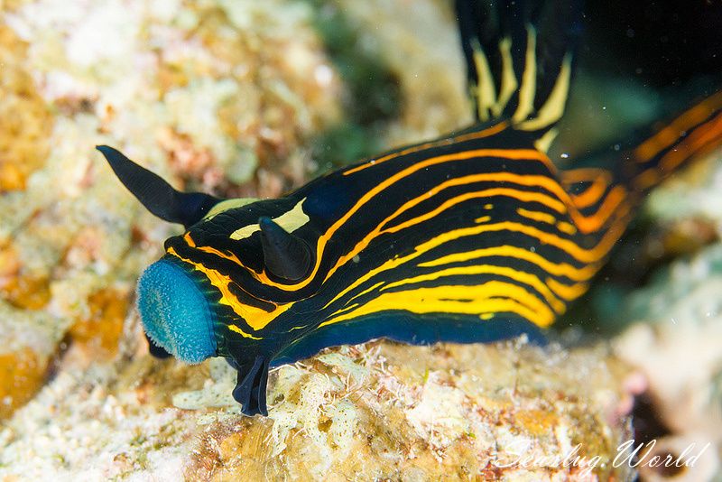 イシガキリュウグウウミウシ Tyrannodoris luteolineata