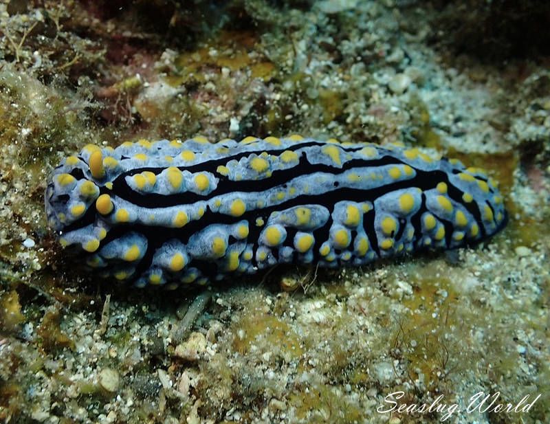 タテヒダイボウミウシ Phyllidia varicosa