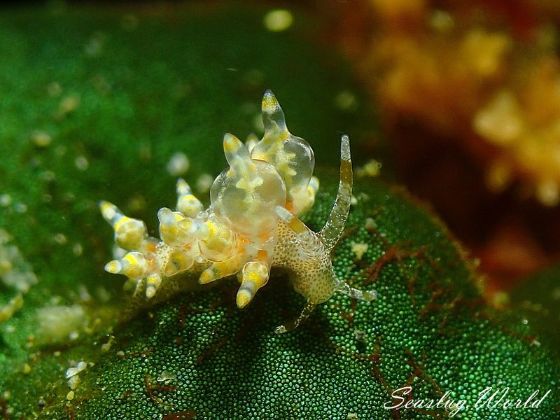 タマガワミノウミウシ Eubranchus cf. leopoldoi