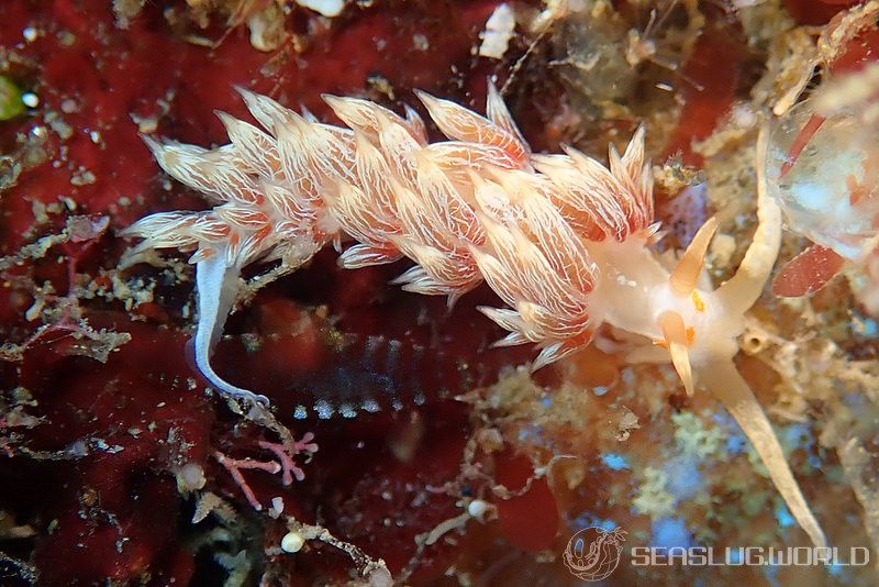 ハクセンミノウミウシ属の一種 3 Cratena sp. 3