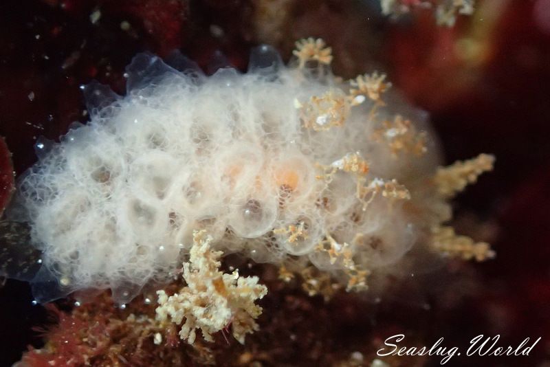 コヤナギウミウシ属の一種 6 Janolus sp. 6