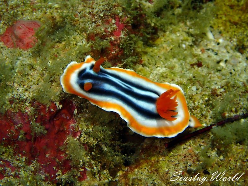 シライトウミウシ Chromodoris magnifica