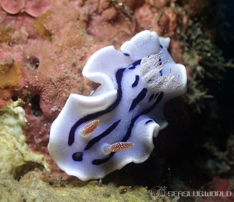 ミゾレウミウシ Chromodoris willani