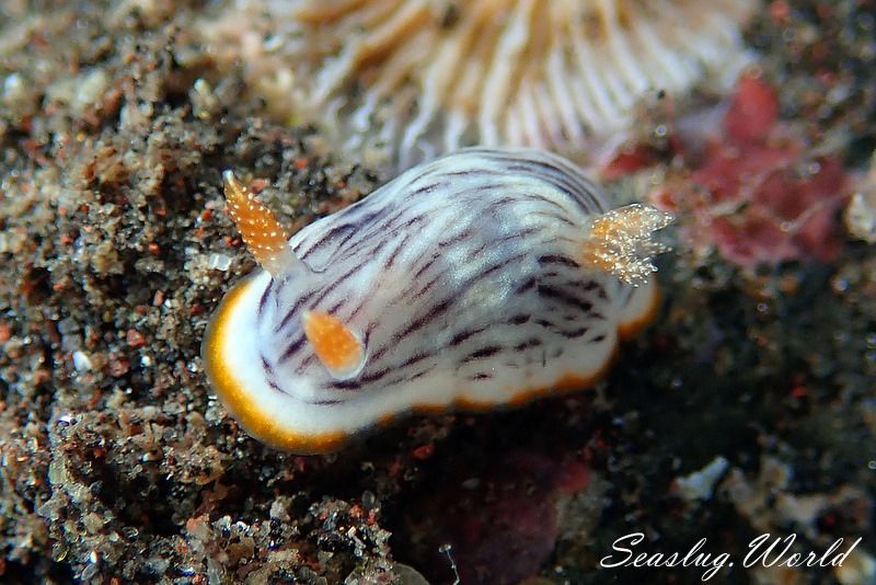 クロモドーリス・バラット Chromodoris balat