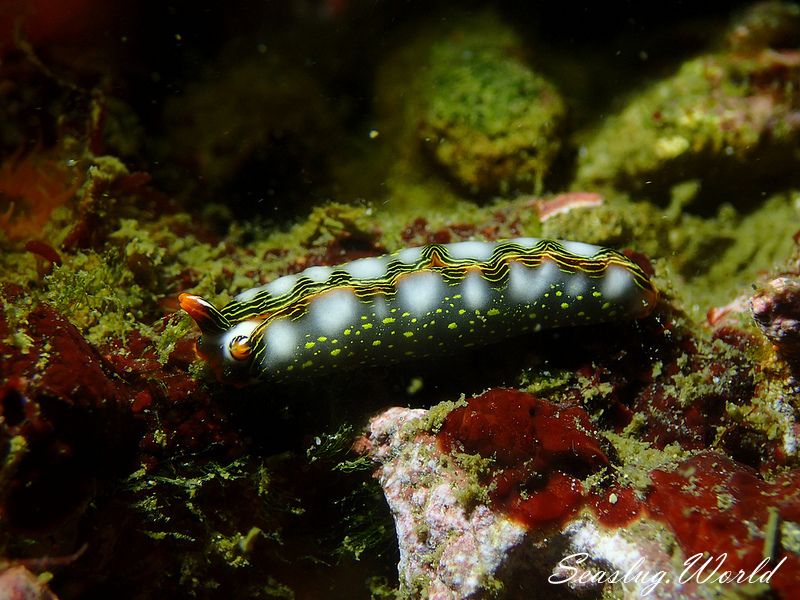 ハナミドリガイ Thuridilla splendens