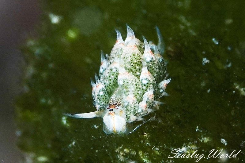 テングモウミウシ Costasiella Kuroshimae 世界のウミウシ