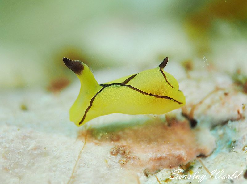 オレンジウミコチョウ Siphopteron brunneomarginatum