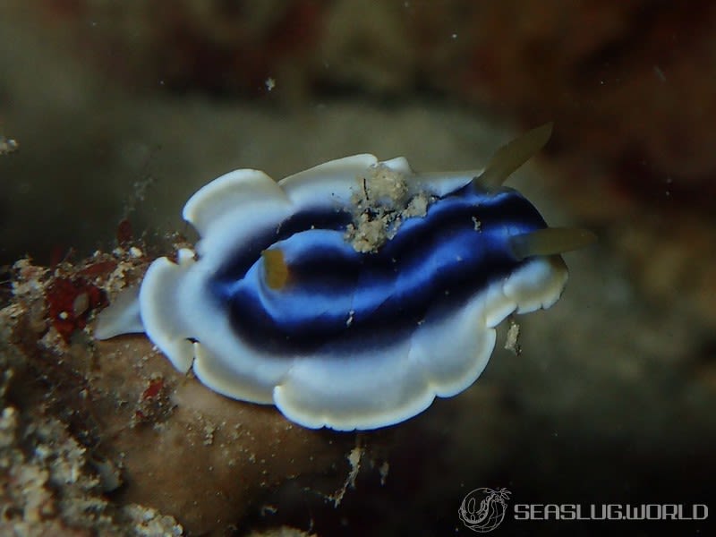 クロシオイロウミウシ Chromodoris sp. 3