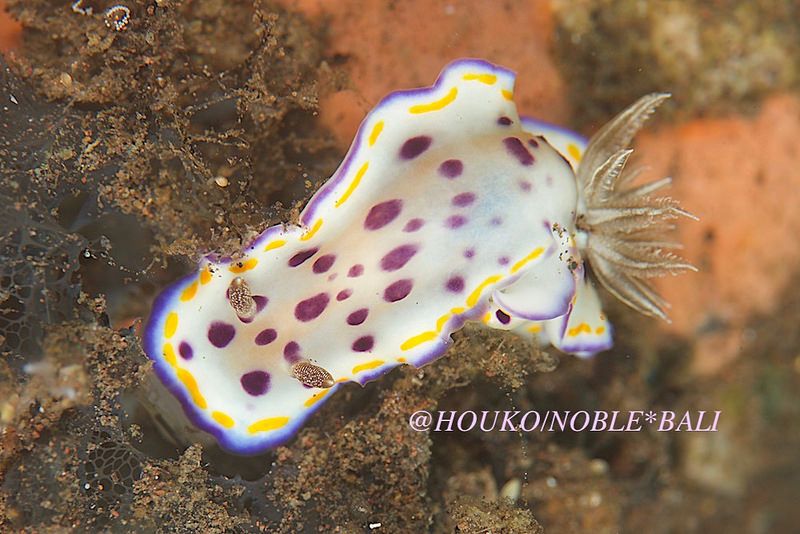 アデヤカイロウミウシ属の一種 12 Goniobranchus sp.12