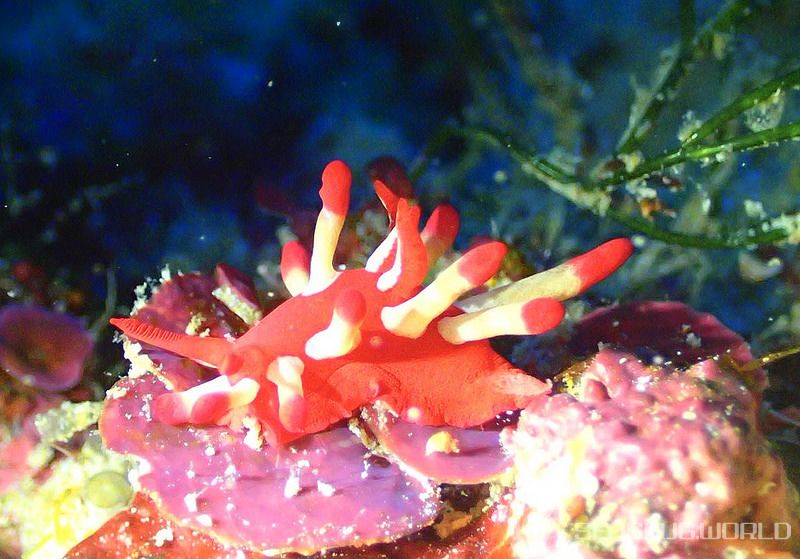 ミナミヒロウミウシ Ceratodoris nakamotoensis