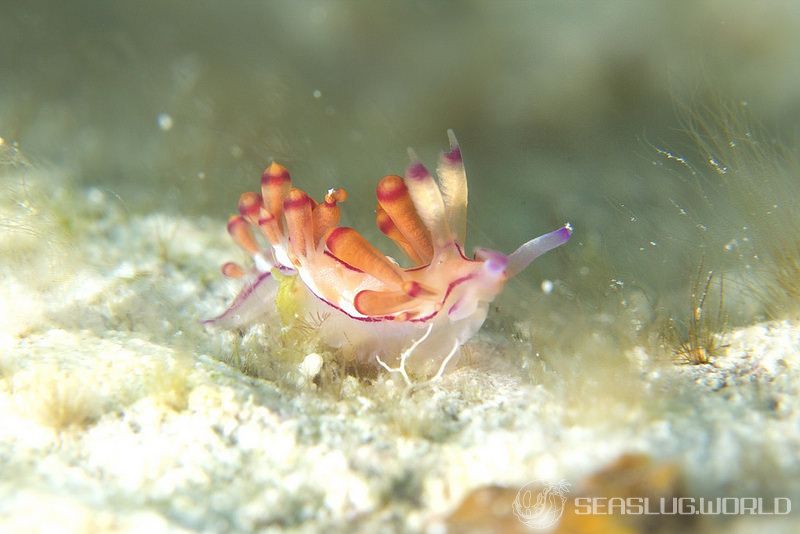 コリュフェリナ・フラムマ Coryphellina flamma