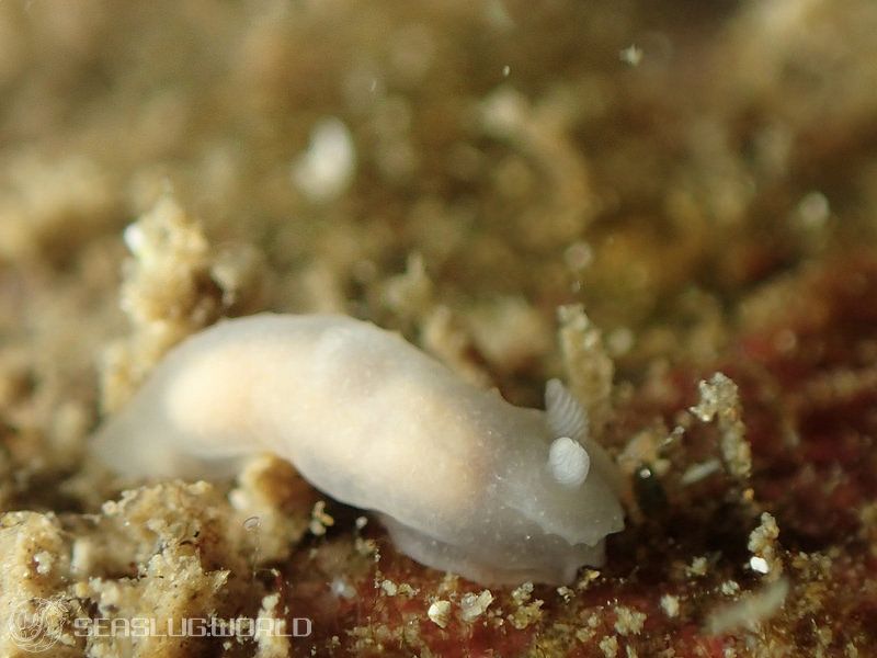 キヌハダモドキ Gymnodoris citrina