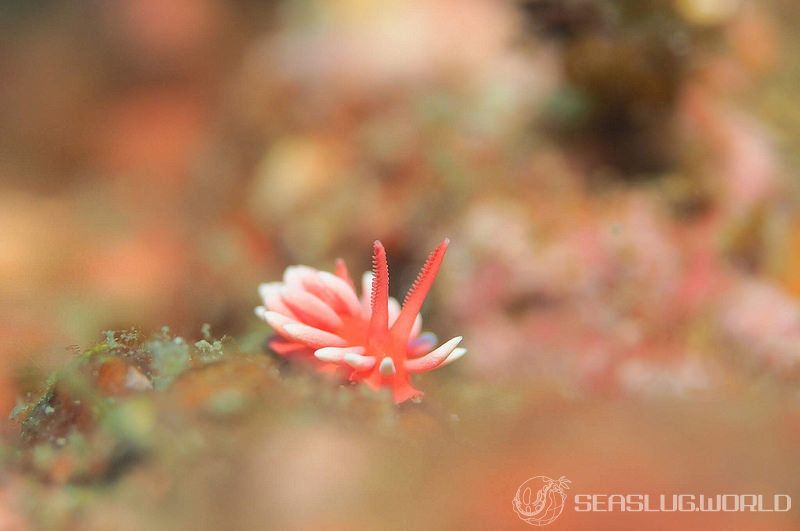 ヒロウミウシ Ceratodoris hiroi