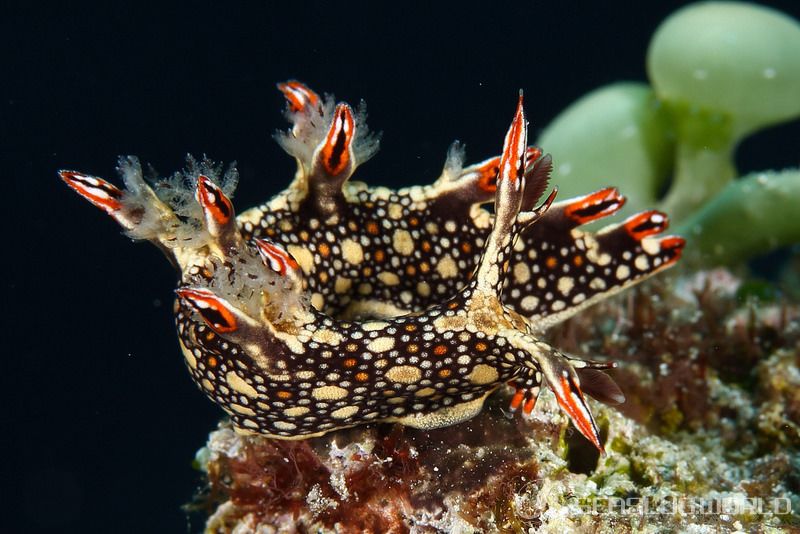 ヒオドシユビウミウシ Bornella anguilla