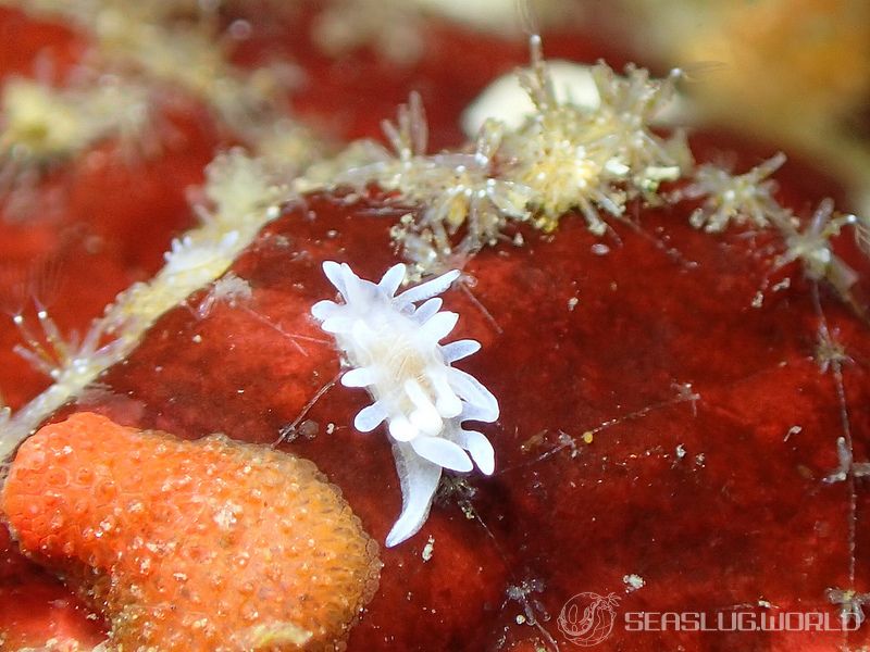 シロイバラウミウシ Bermudella japonica