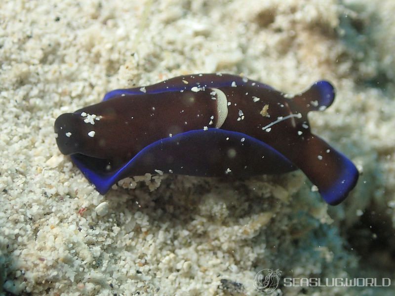 アオフチキセワタ Tubulophilinopsis gardineri