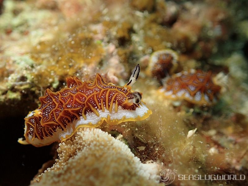 モザイクウミウシ Halgerda tessellata