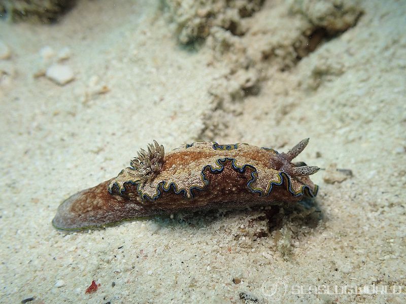 モンジャウミウシ Glossodoris cf. cincta