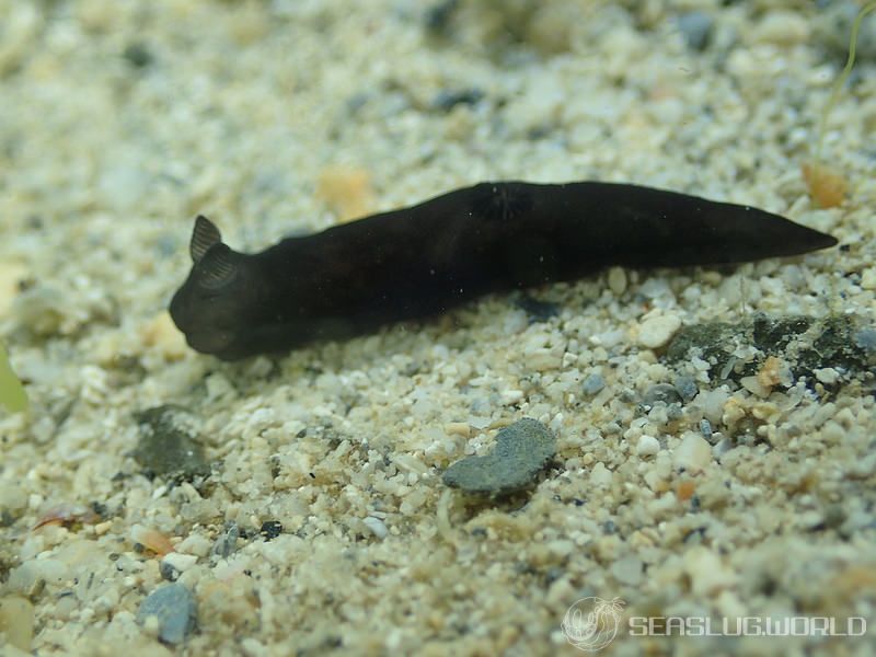 スミゾメキヌハダウミウシ Gymnodoris nigricolor