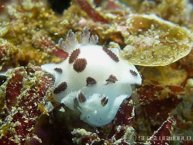 トサカスリウミウシ Diaulula sp.