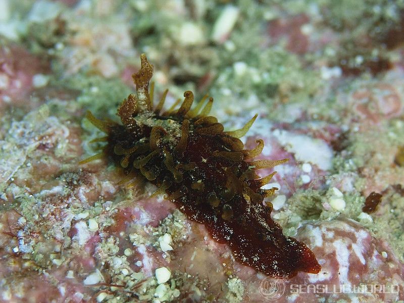 ショウジョウウミウシ Madrella ferruginosa