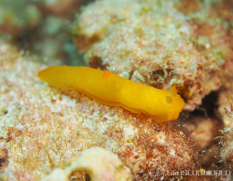 キヌハダモドキ Gymnodoris citrina