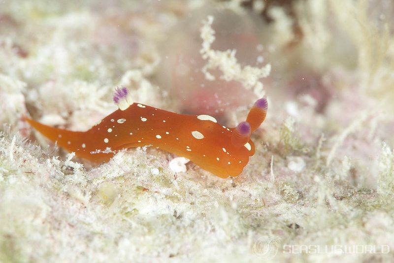 ニシキリュウグウウミウシ Martadoris limaciformis