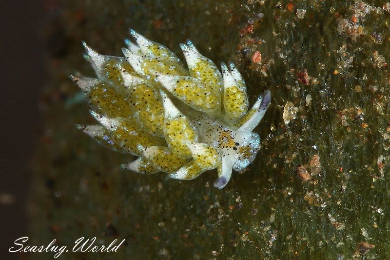 クサイロモウミウシ Costasiella paweli