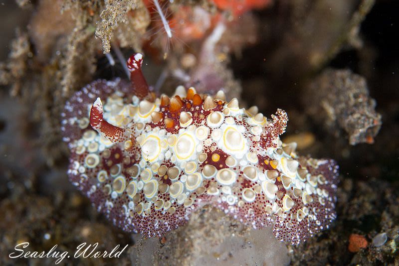 メダマヤキウミウシ Carminodoris estrelyado