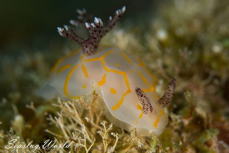 キスジカンテンウミウシ Halgerda diaphana