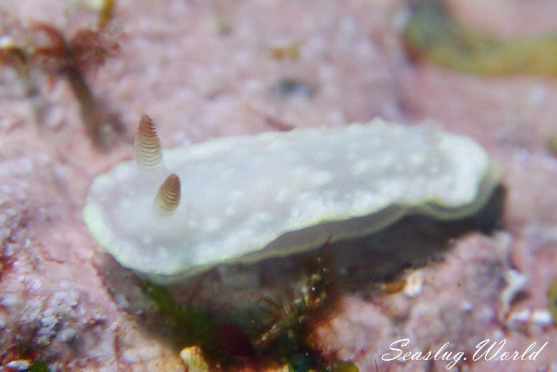 シロシキブイロウミウシ Glossodoris sp. 1