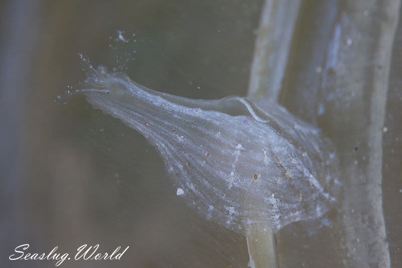 スカシウミナメクジ Phyllaplysia lafonti