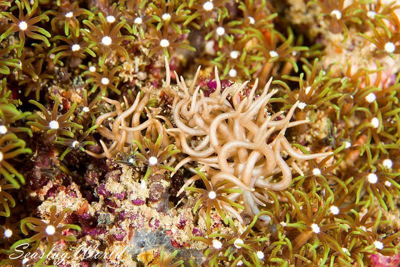 センジュミノウミウシ Phyllodesmium briareum