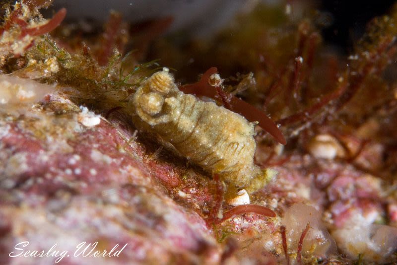 チャイロオウカンウミウシ Polycera risbeci