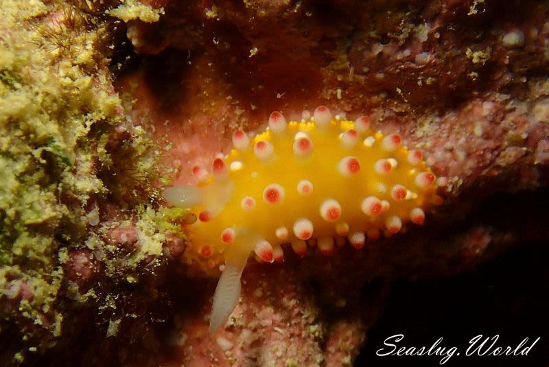 イガグリウミウシ Cadlinella ornatissima