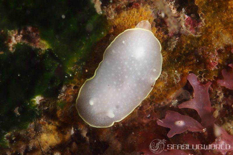 カドリナウミウシ Cadlina japonica