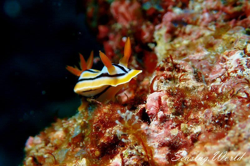 コールマンウミウシ Chromodoris colemani