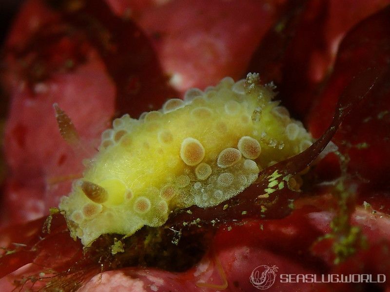 マンリョウウミウシ Carminodoris armata