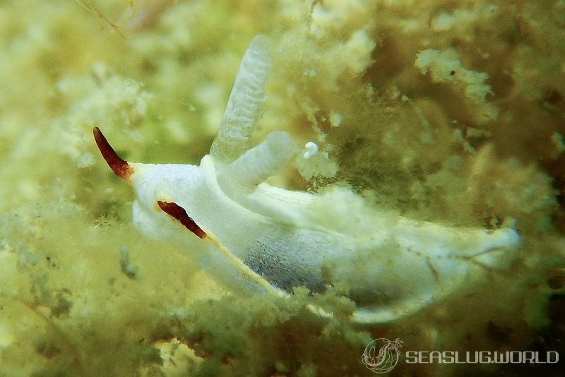 ケラマコネコウミウシ Pelagella longicornis