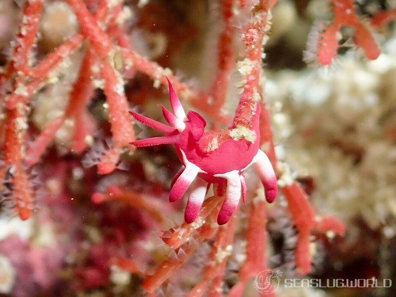 アカイバラウミウシ Ceratodoris kondoi