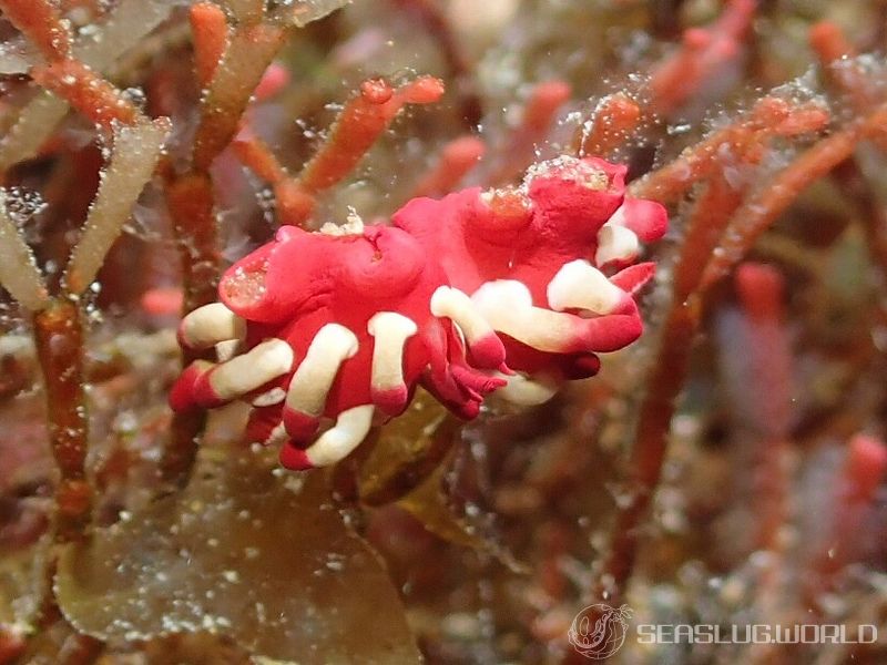 ミナミヒロウミウシ Ceratodoris nakamotoensis