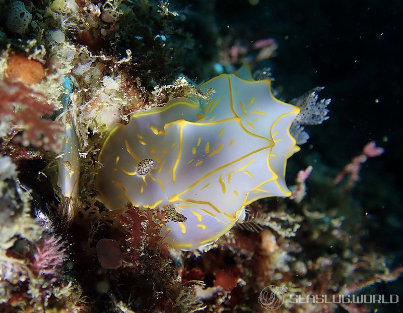 キスジカンテンウミウシ Halgerda diaphana