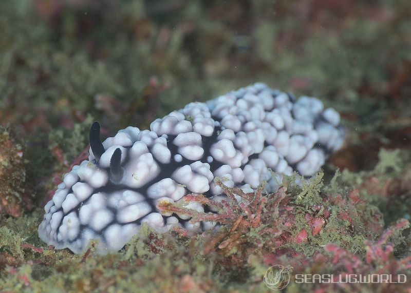 コイボウミウシ Phyllidiella pustulosa