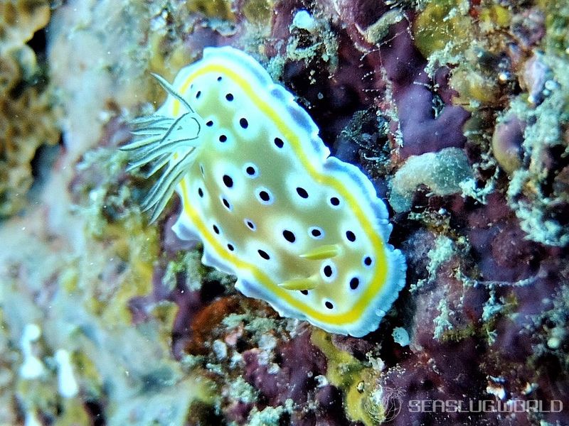 ゴニオブランクス・ゲミノス Goniobranchus geminus