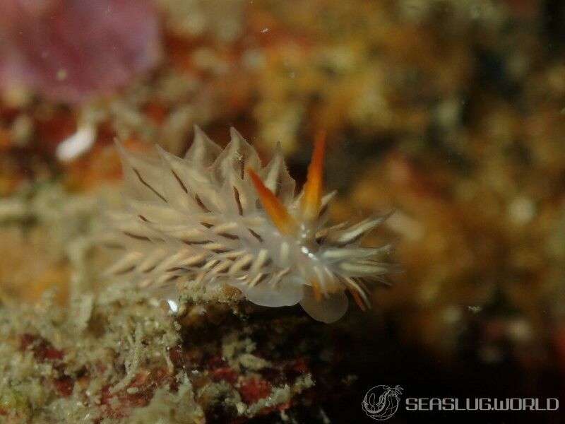 コヤナギウミウシ属の一種 8 Janolus sp. 8