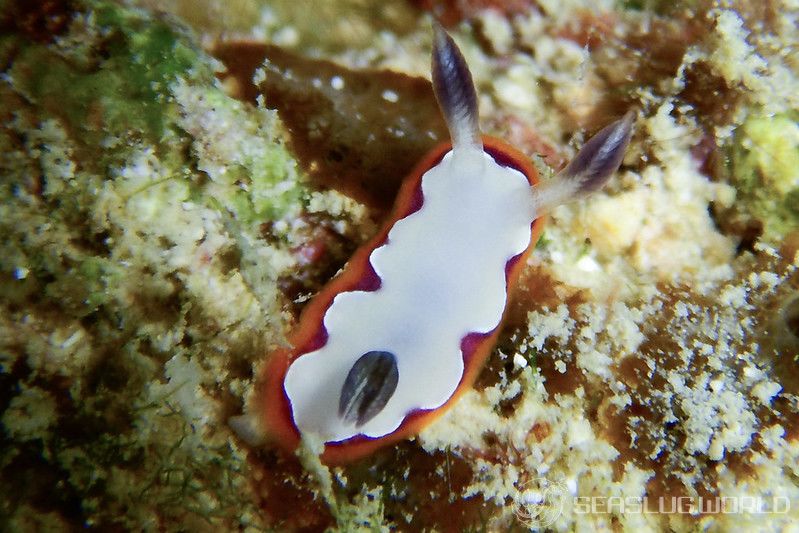 フジナミウミウシ Goniobranchus fidelis