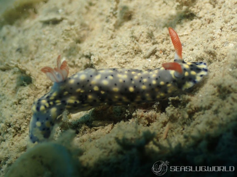 ホシゾラウミウシ Hypselodoris infucata