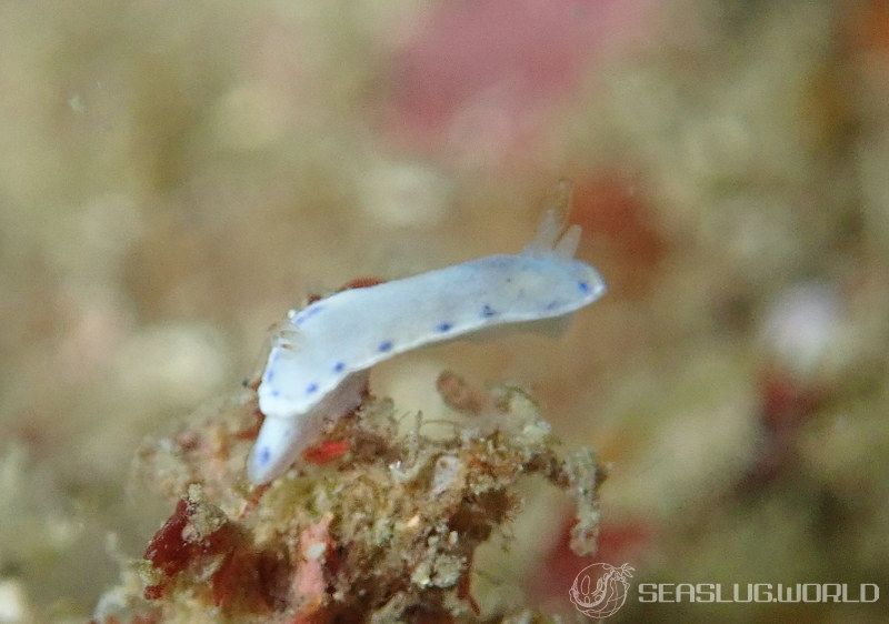 アオウミウシ属の一種 6 Hypselodoris sp. 6